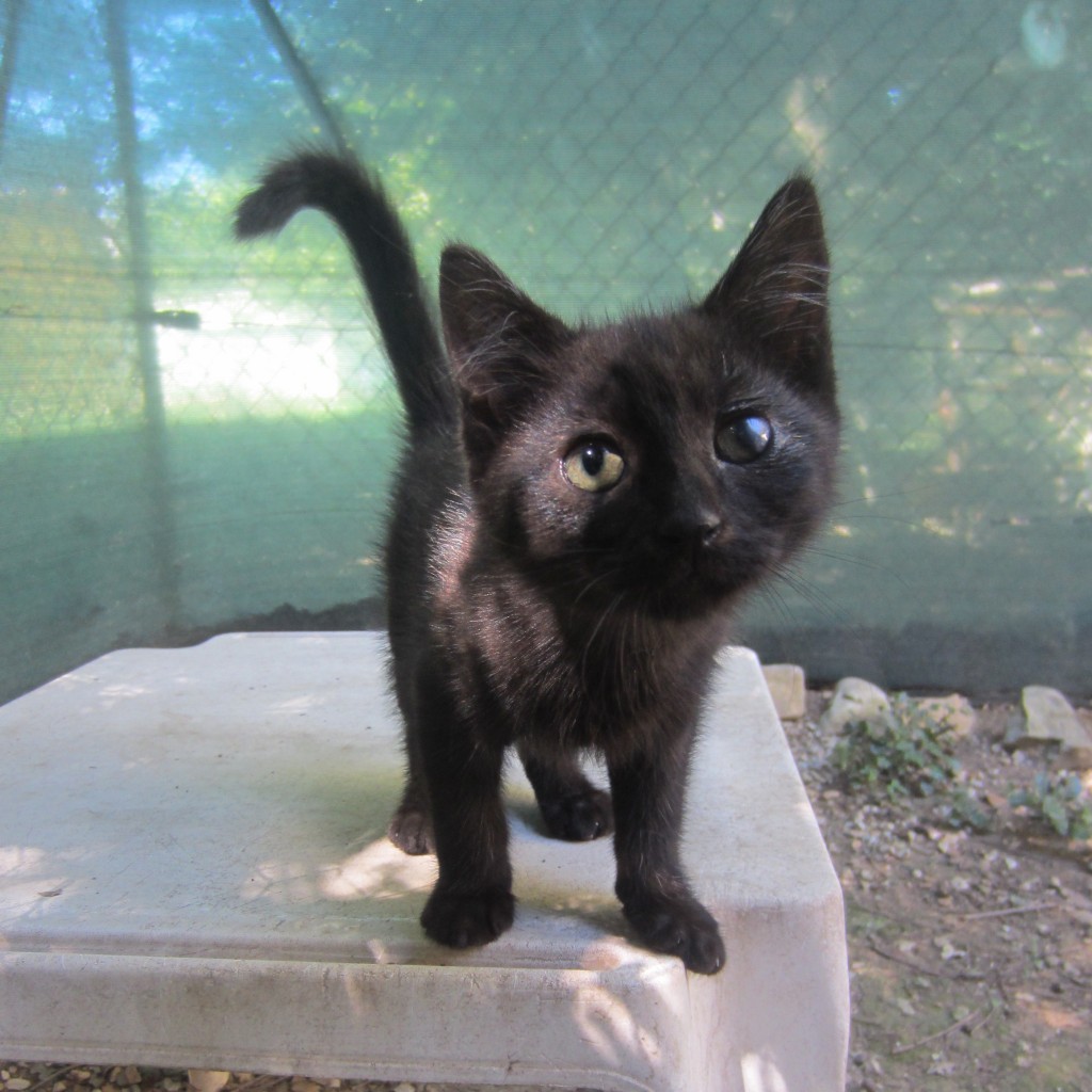 Chaton été 2014 (36)