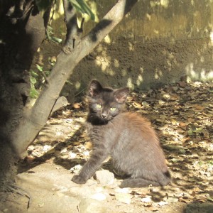 Chaton été 2014 (5)