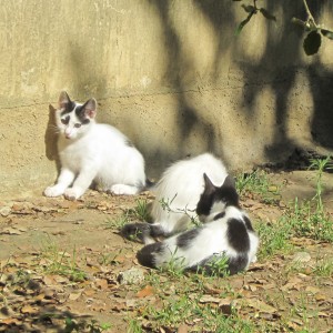 Chaton été 2014 (8)