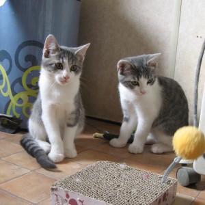 Chatons''