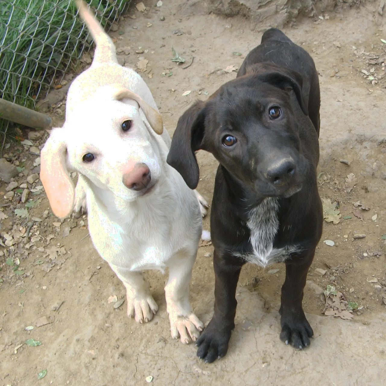 Deux chiots, un blanc et un noir, au refuge