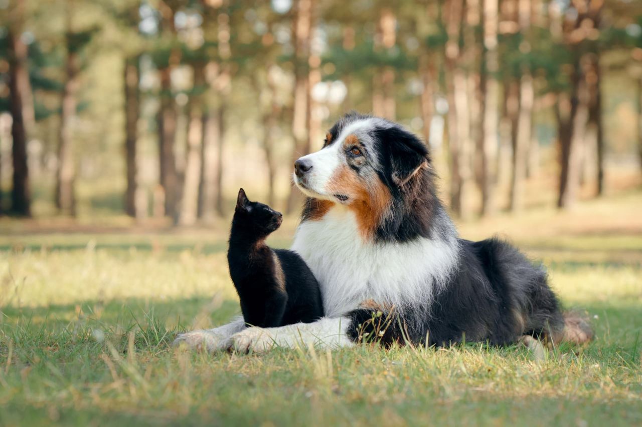 Un berger australien allongé dans l'herbe, un chat noir assis contre lui, en sous-bois