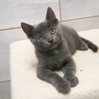 BERLIOZ